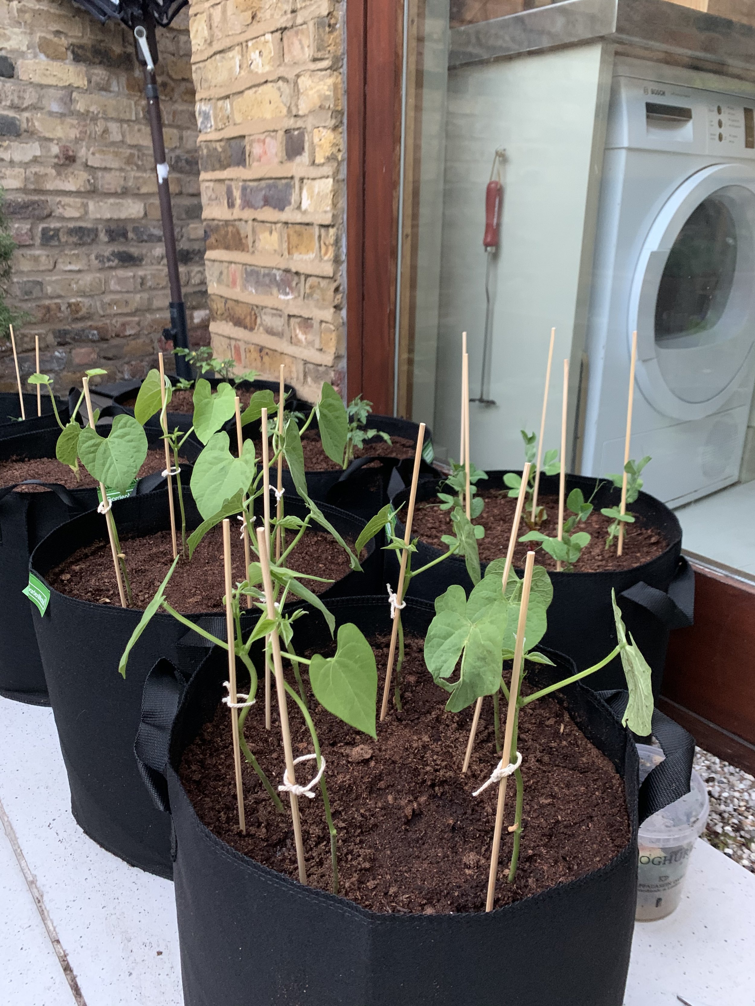 Growing green beans in containers deals
